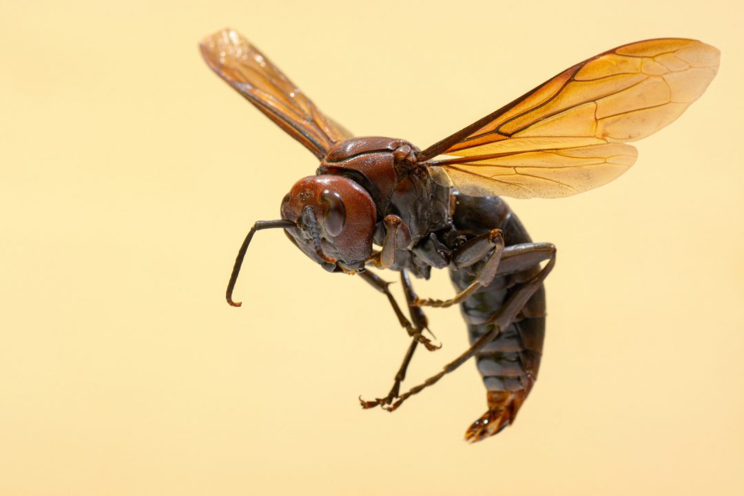 Apiphobia and Spheksophobia Fear Of Wasps And Bees